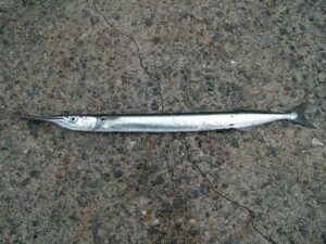 Hornfisk Hornfisk sæson
