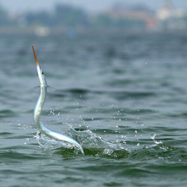hornfisk sæson hornfisk sæson