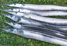 Hornfisk