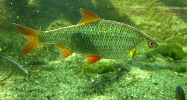 Skalle_Rutilus_rutilus