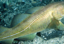 Torsk