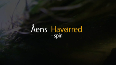 Åens havørred