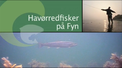 Havørredfiskeri på fyn